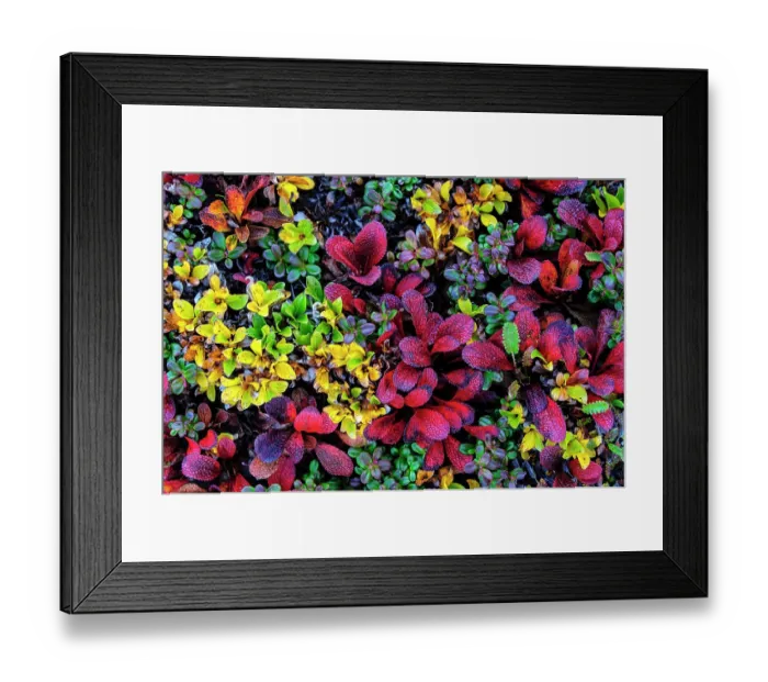 Framed Print : USA, Alaska, Noatak National Preserve. Alpine Bearberry on arctic tundra in autumn colors