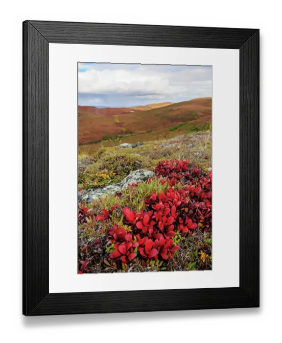 Framed Print : USA, Alaska, Noatak National Preserve. Alpine Bearberry on arctic tundra in autumn colors Framed Print : USA, Alaska, Noatak National Preserve. Alpine Bearberry on arctic tundra in autumn colors