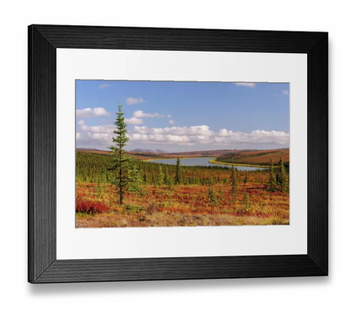 Framed Print : USA, Alaska, Kotzebue, Noatak River. Autumn colors along the Noatak River Framed Print : USA, Alaska, Kotzebue, Noatak River. Autumn colors along the Noatak River