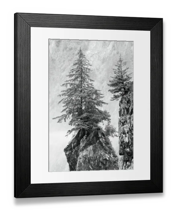 Framed Print : Alaska, Kenai Peninsula. Black and white image of pine tree on a monolith