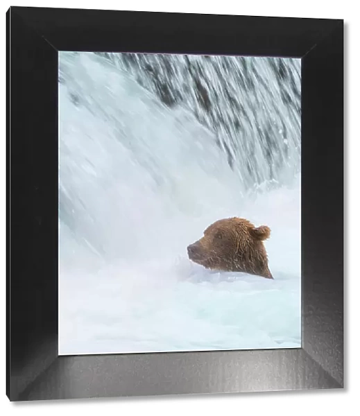 Alaska, Brooks Falls. Grizzly bear swims at the base of the falls