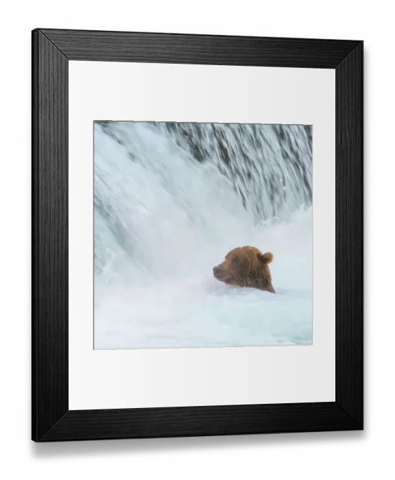 Framed Print : Alaska, Brooks Falls. Grizzly bear swims at the base of the falls Framed Print : Alaska, Brooks Falls. Grizzly bear swims at the base of the falls