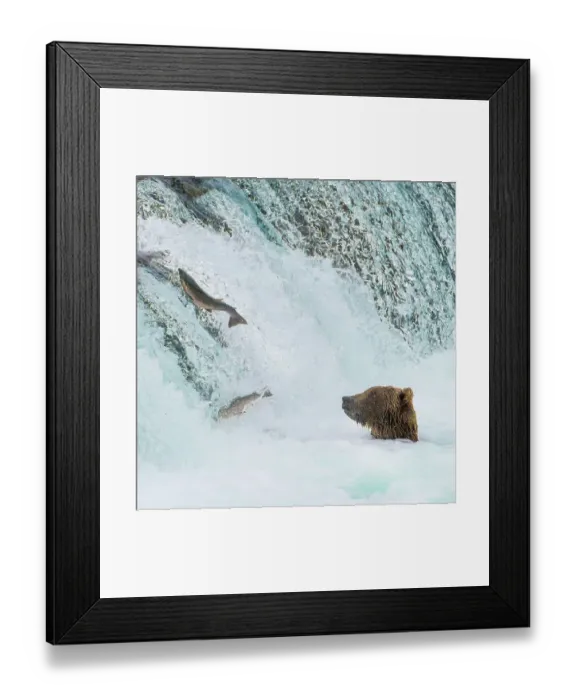 Framed Print : Alaska, Brooks Falls. Grizzly bear at the base of the falls watching fish jump