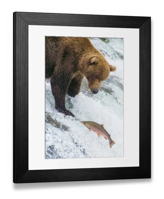 Framed Print : Alaska, Brooks Falls. Grizzly bear at the top of the falls watching a fish jump Framed Print : Alaska, Brooks Falls. Grizzly bear at the top of the falls watching a fish jump