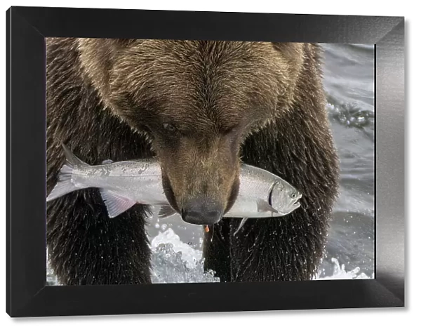Alaska, Brooks Falls. Grizzley bear holding a salmon in its mouth