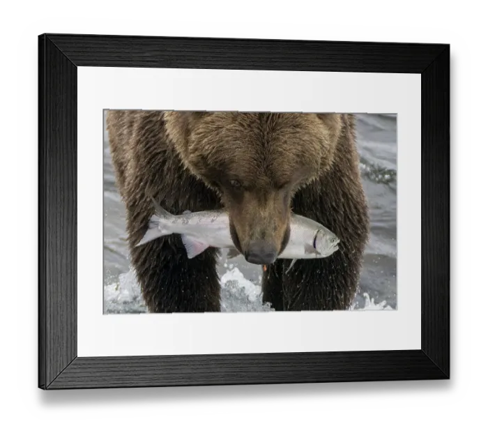 Framed Print : Alaska, Brooks Falls. Grizzley bear holding a salmon in its mouth Framed Print : Alaska, Brooks Falls. Grizzley bear holding a salmon in its mouth