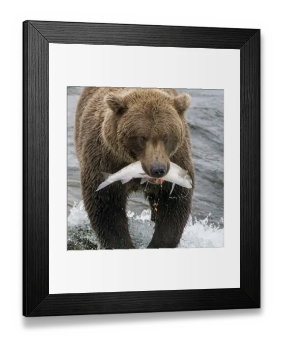 Framed Print : Alaska, Brooks Falls. Grizzley bear holding a salmon in its mouth Framed Print : Alaska, Brooks Falls. Grizzley bear holding a salmon in its mouth