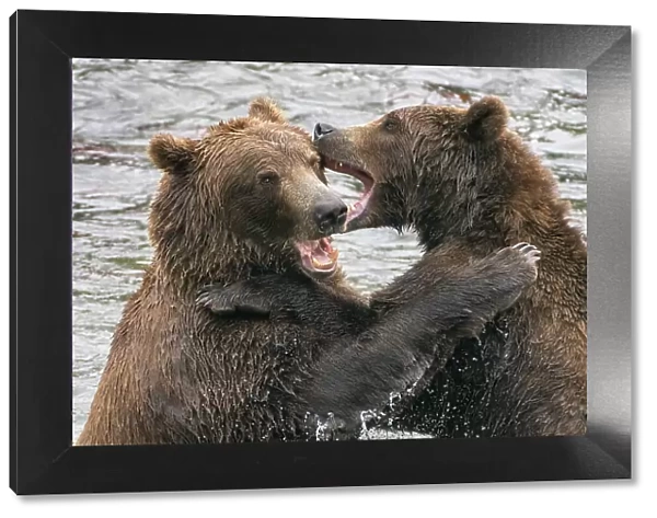Alaska, Brooks Falls, Two young grizzly bears playing