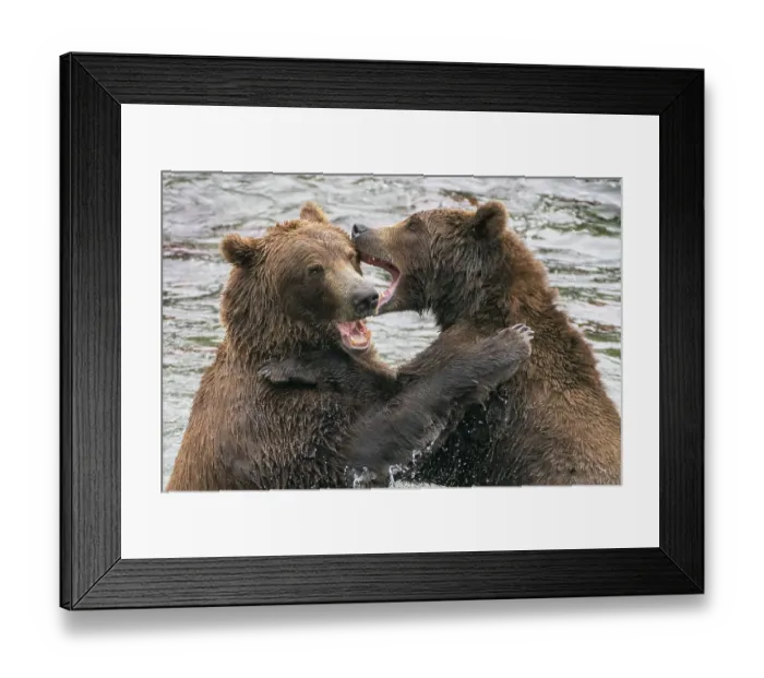 Framed Print : Alaska, Brooks Falls, Two young grizzly bears playing Framed Print : Alaska, Brooks Falls, Two young grizzly bears playing