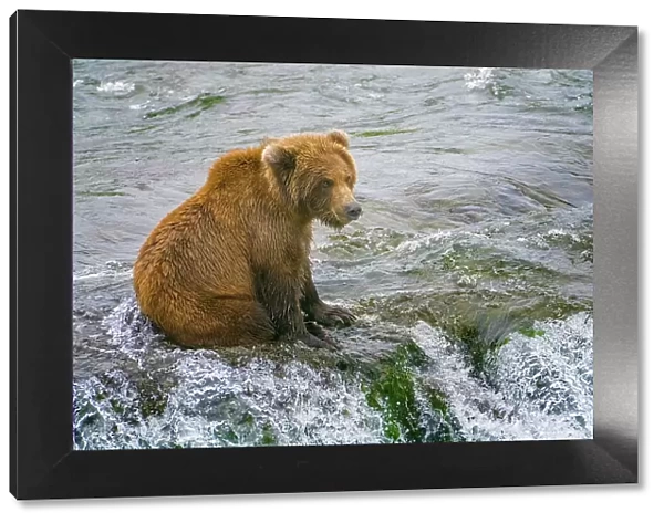 Alaska, Brooks Falls. A grizzly cub sits at the top of the waterfall