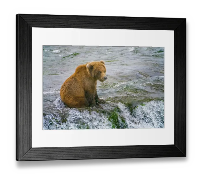 Framed Print : Alaska, Brooks Falls. A grizzly cub sits at the top of the waterfall Framed Print : Alaska, Brooks Falls. A grizzly cub sits at the top of the waterfall