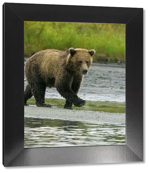 Alaska, Lake Clark. Young grizzly bear walks along the shoreline