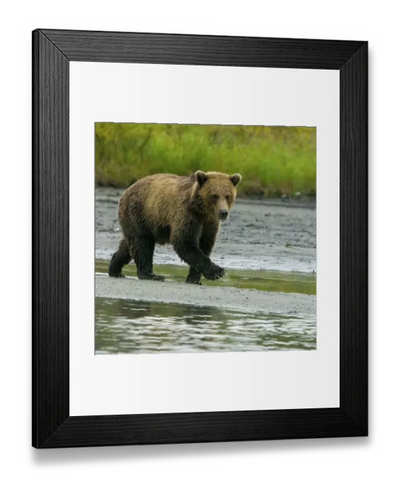 Framed Print : Alaska, Lake Clark. Young grizzly bear walks along the shoreline