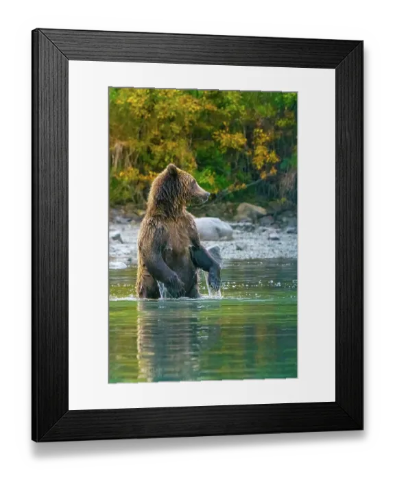 Framed Print : Alaska, Lake Clark. Grizzly bear stands up in the water Framed Print : Alaska, Lake Clark. Grizzly bear stands up in the water