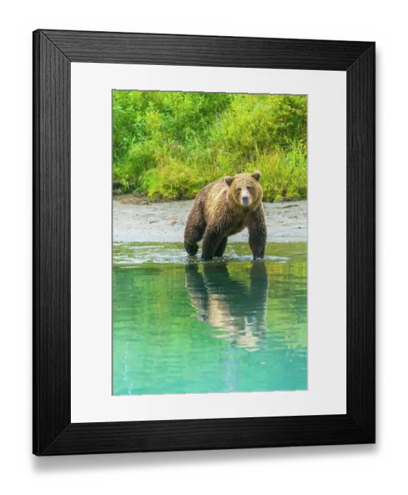 Framed Print : Alaska, Lake Clark. Young grizzly bear walks along the shoreline Framed Print : Alaska, Lake Clark. Young grizzly bear walks along the shoreline