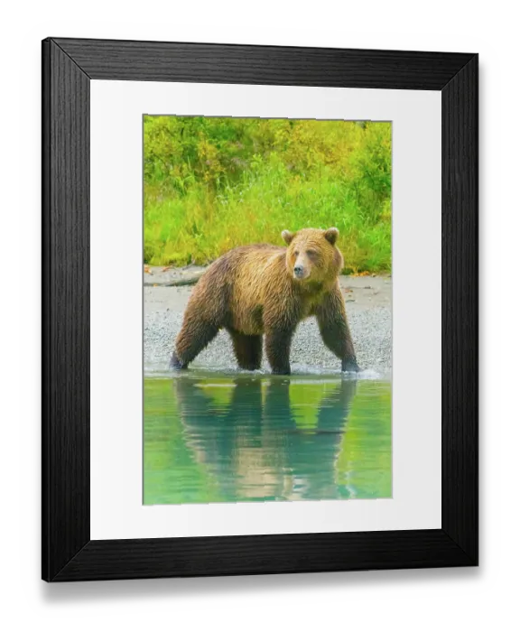Framed Print : Alaska, Lake Clark. Grizzly bear walks along the shoreline