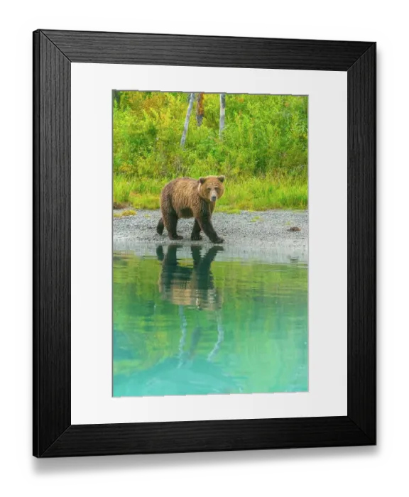 Framed Print : Alaska, Lake Clark. Young grizzly bear walks along the shoreline Framed Print : Alaska, Lake Clark. Young grizzly bear walks along the shoreline