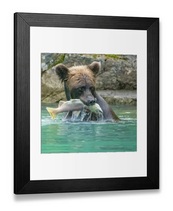 Framed Print : Alaska, Lake Clark. Grizzly bear holds fish while sitting in the water Framed Print : Alaska, Lake Clark. Grizzly bear holds fish while sitting in the water