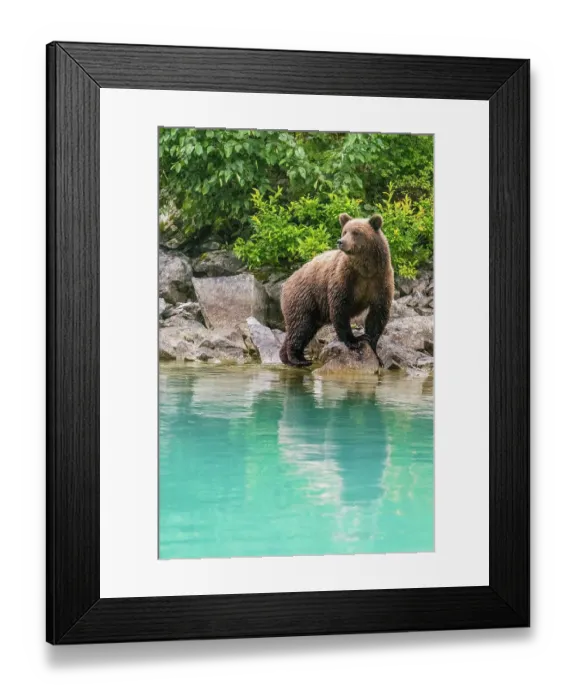 Framed Print : Alaska, Lake Clark. Young grizzly bear walks along the shoreline Framed Print : Alaska, Lake Clark. Young grizzly bear walks along the shoreline