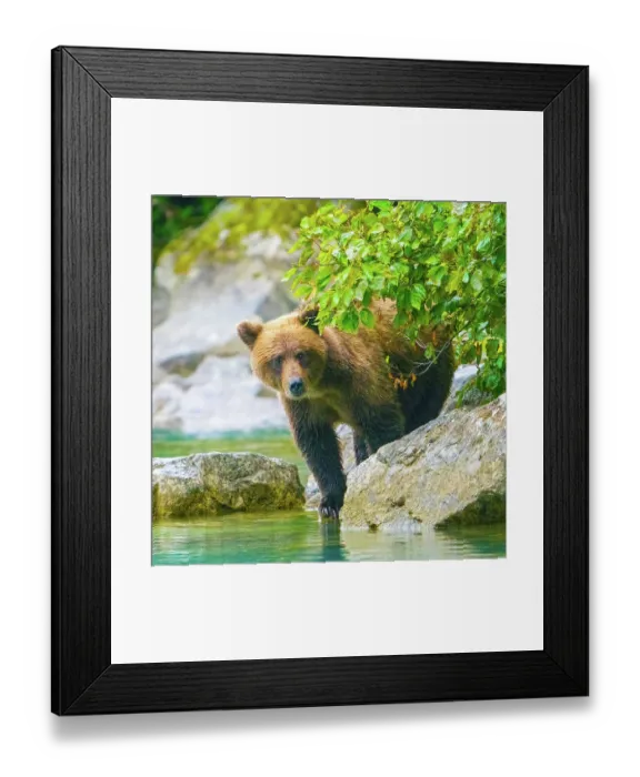 Framed Print : Alaska, Lake Clark. Grizzly bear walks along the shoreline among the boulders