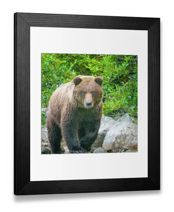 Framed Print : Alaska, Lake Clark. Walking grizzly bear with green foliage in background