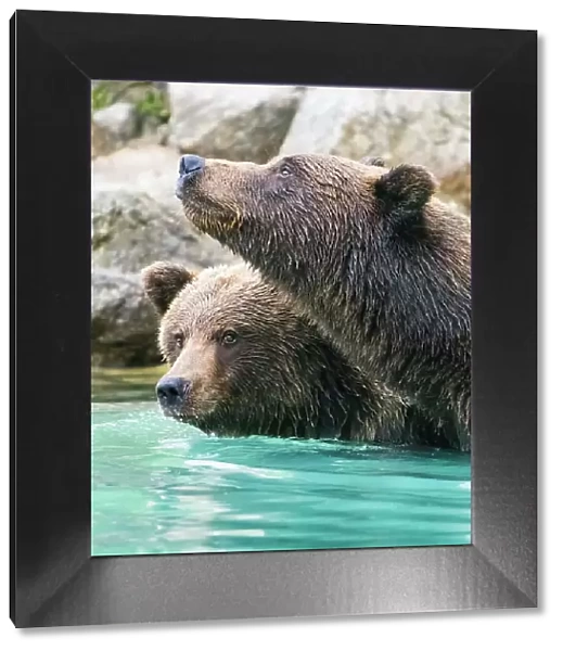 Alaska, Lake Clark. Headshots of two grizzly bears swimming