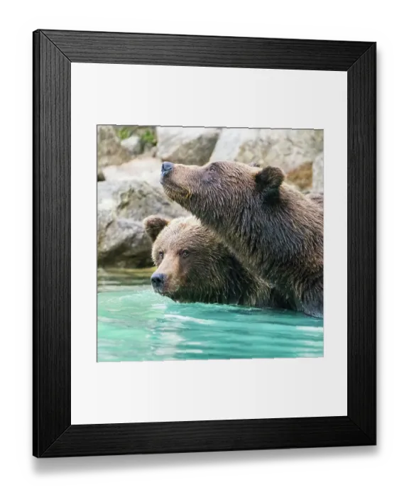 Framed Print : Alaska, Lake Clark. Headshots of two grizzly bears swimming Framed Print : Alaska, Lake Clark. Headshots of two grizzly bears swimming
