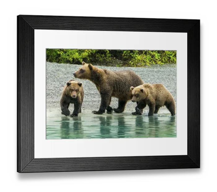 Framed Print : Alaska, Lake Clark. Mom and two cubs walking along the shoreline Framed Print : Alaska, Lake Clark. Mom and two cubs walking along the shoreline