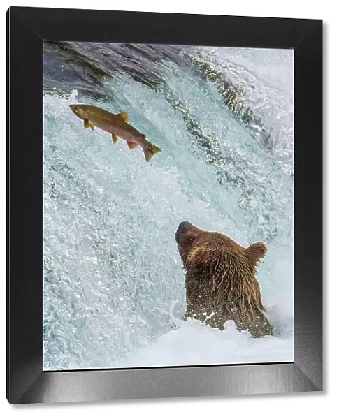 Alaska, Brooks Falls. Grizzly ear at the base of the falls watching a fish jump