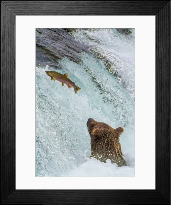 Framed Print : Alaska, Brooks Falls. Grizzly ear at the base of the falls watching a fish jump