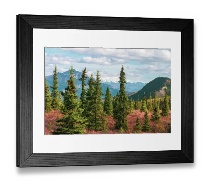 Framed Print : Alaska, Denali National Park. Fall landscape with pine trees and mountain snow