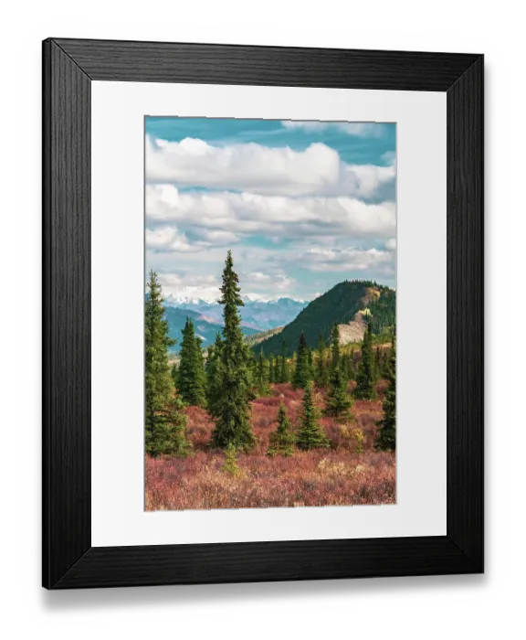 Framed Print : Alaska, Denali National Park. Fall landscape with pine trees and mountain snow