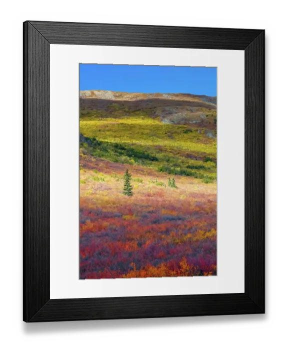 Framed Print : Alaska, Denali National Park. Autumn landscape Framed Print : Alaska, Denali National Park. Autumn landscape