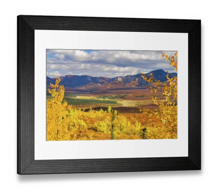 Framed Print : Alaska, Denali National Park. Golden landscape of valley and mountains Framed Print : Alaska, Denali National Park. Golden landscape of valley and mountains