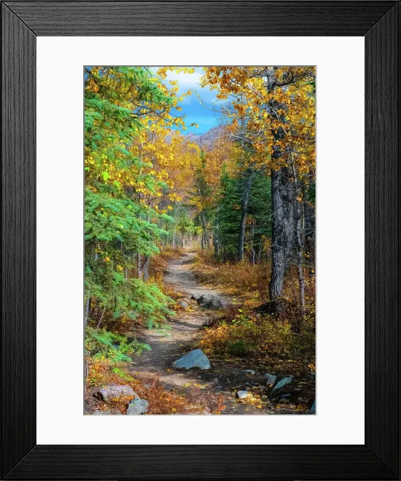 Framed Print : Alaska, Denali National Park. A hiking trail through fall foliage Framed Print : Alaska, Denali National Park. A hiking trail through fall foliage