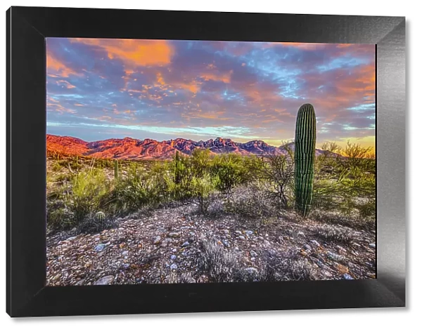 USA, Arizona, Catalina State Park. Sunset landscape with Catalina Mountains and desert