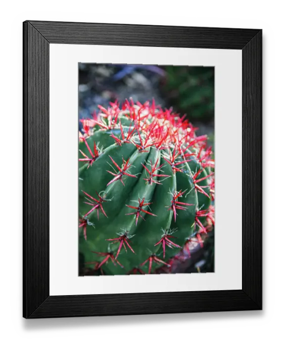 Framed Print : Apache Junction, Arizona, USA, Flowering cactus Framed Print : Apache Junction, Arizona, USA, Flowering cactus