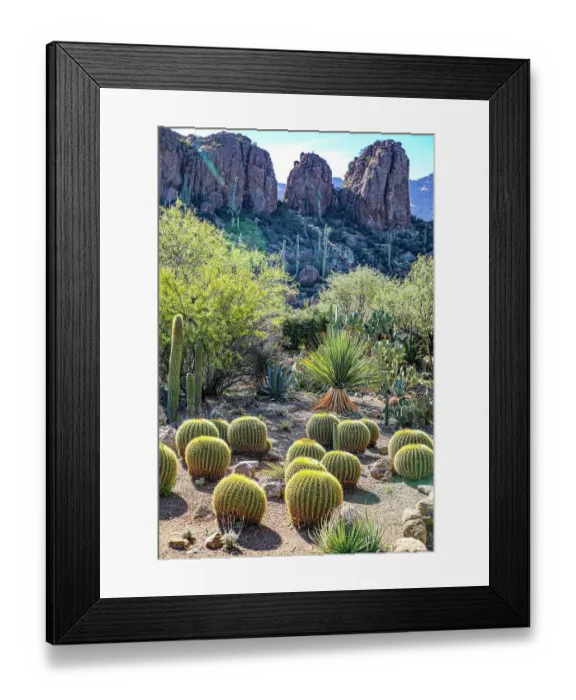 Framed Print : Arizona, USA. Saguaro Cactus