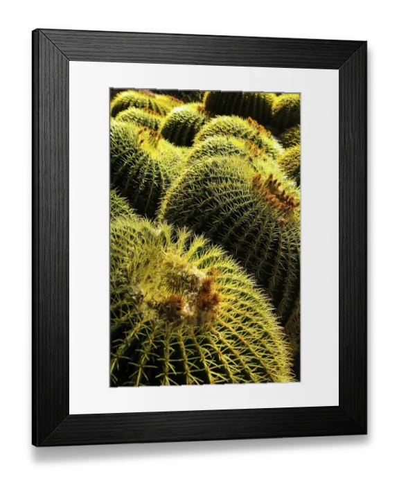 Framed Print : Apache Junction, Arizona, USA. Cactus Framed Print : Apache Junction, Arizona, USA. Cactus