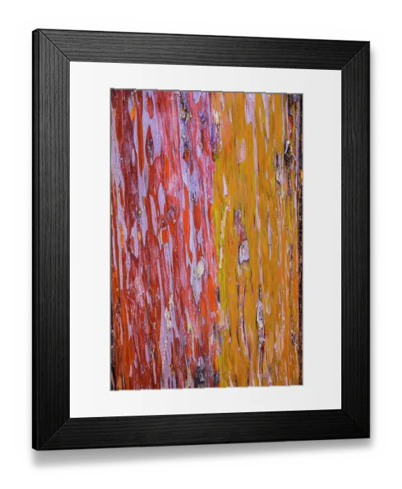 Framed Print : Sedona, Arizona. Cottonwood tree Framed Print : Sedona, Arizona. Cottonwood tree