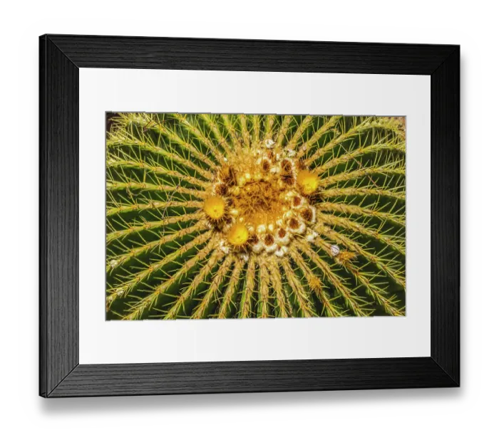Framed Print : Yellow blossoms of golden barrel cactus blooming, Desert Botanical Garden, Phoenix, Arizona Framed Print : Yellow blossoms of golden barrel cactus blooming, Desert Botanical Garden, Phoenix, Arizona