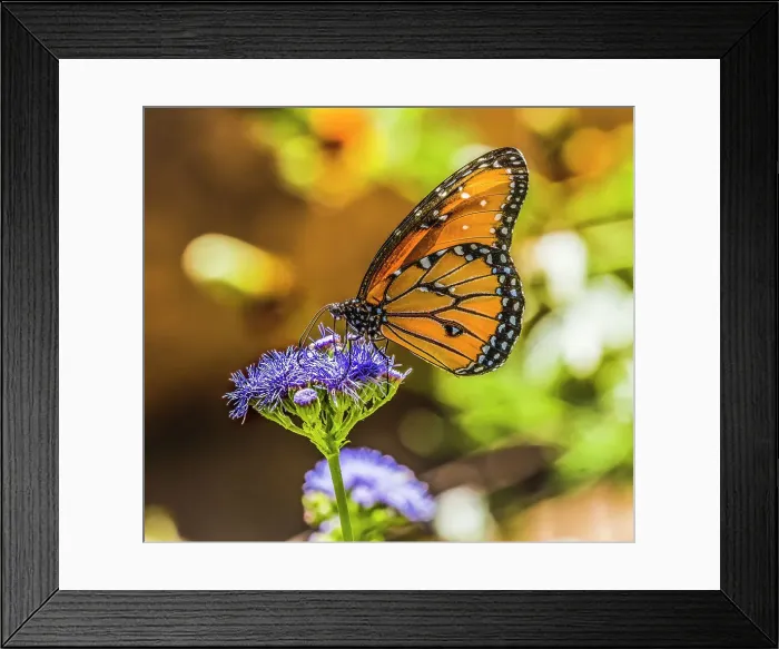 Framed Print : Queen butterfly on blue weed flower. Native to North and South America