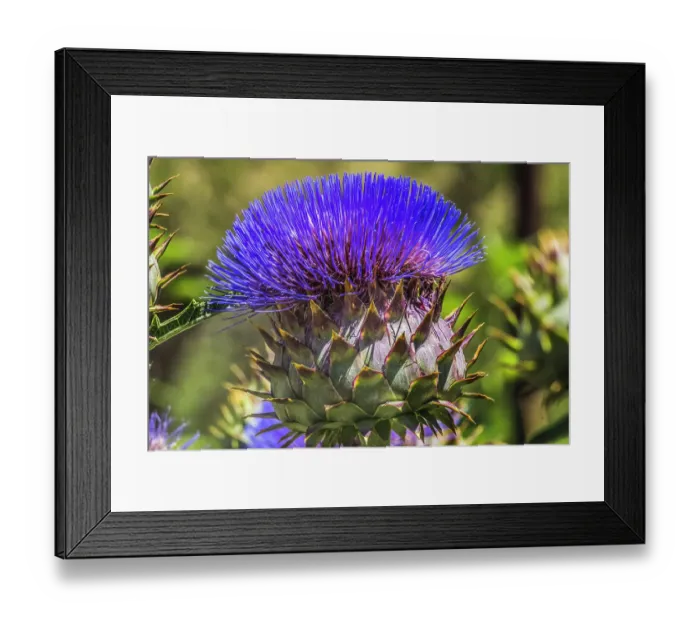Framed Print : Artichoke thistle blooming, Desert Botanical Garden, Phoenix, Arizona Framed Print : Artichoke thistle blooming, Desert Botanical Garden, Phoenix, Arizona