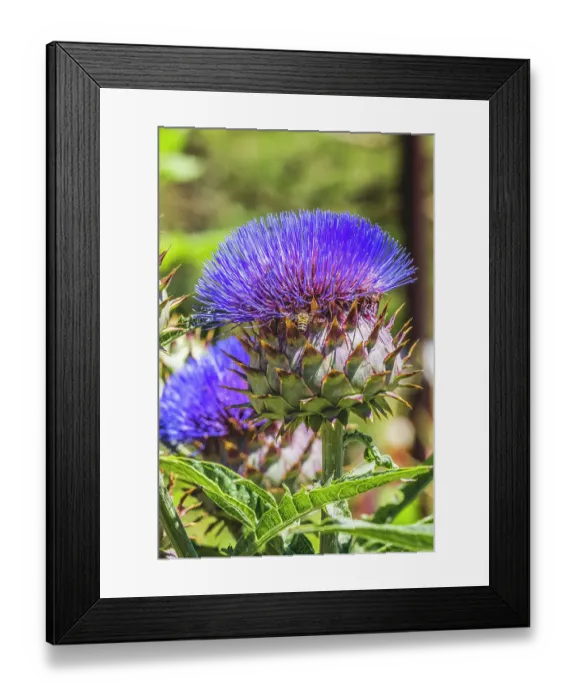Framed Print : Artichoke thistle blooming bee, Desert Botanical Garden, Phoenix, Arizona