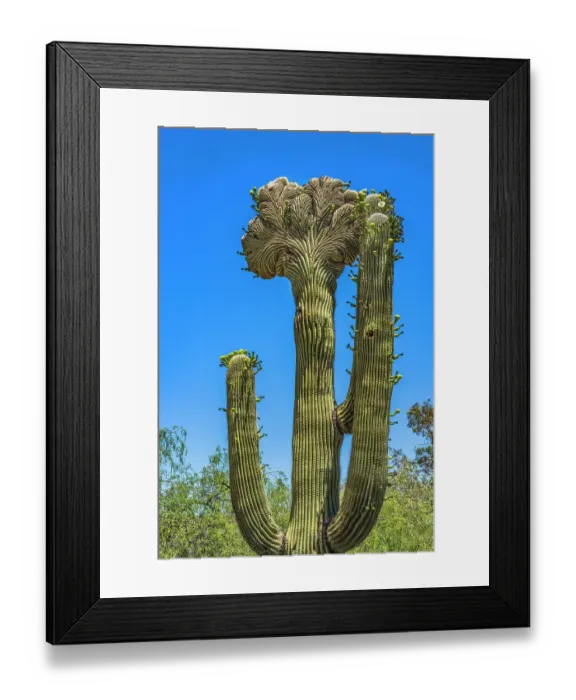 Framed Print : Crested Saguaro blooming, Desert Botanical Garden, Phoenix, Arizona Framed Print : Crested Saguaro blooming, Desert Botanical Garden, Phoenix, Arizona