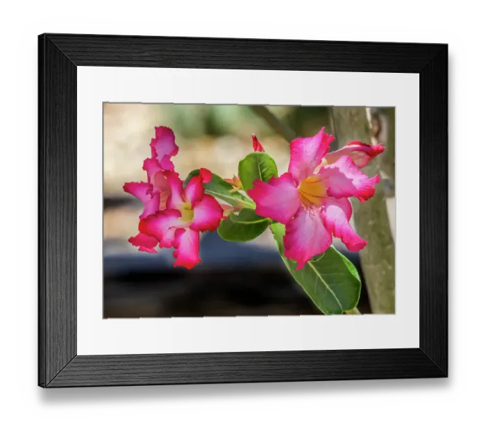 Framed Print : Colorful pink desert roses blooming, Desert Botanical Garden, Phoenix, Arizona. Poisonous plant used to catch fish Framed Print : Colorful pink desert roses blooming, Desert Botanical Garden, Phoenix, Arizona. Poisonous plant used to catch fish