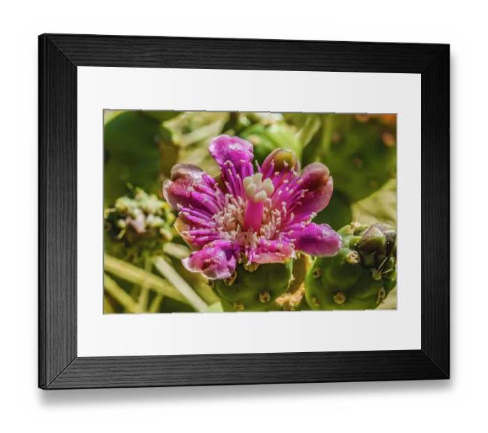 Framed Print : Pink blossom chain fruit cholla, Desert Botanical Garden, Phoenix, Arizona