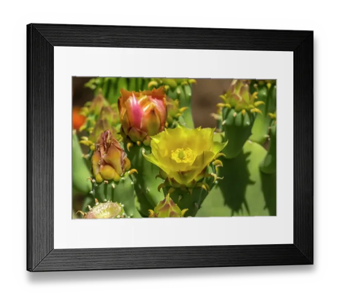 Framed Print : Plains prickly pear cactus blooming, Desert Botanical Garden, Phoenix, Arizona