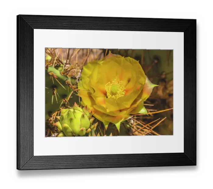 Framed Print : Prickly pear cactus blooming, Desert Botanical Garden, Phoenix, Arizona Framed Print : Prickly pear cactus blooming, Desert Botanical Garden, Phoenix, Arizona