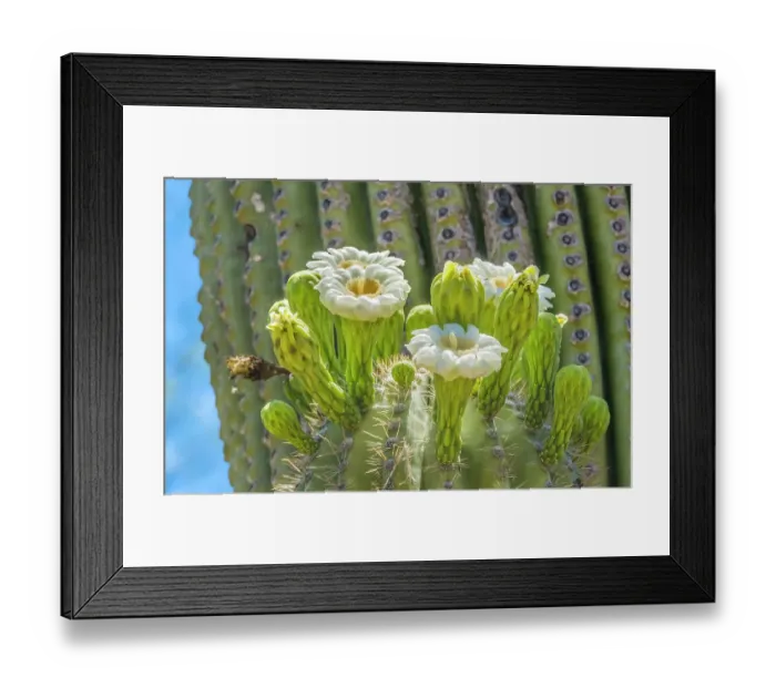 Framed Print : Saguaro cactus blooming, Desert Botanical Garden, Phoenix, Arizona Framed Print : Saguaro cactus blooming, Desert Botanical Garden, Phoenix, Arizona